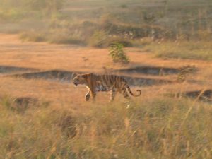 Wild tiger in Kanha National Park (inspiration for the Jungle Book) - my favorite wildlife experience